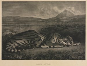 Tigre Real, 1829 de Ferdinand Victor Eugene Delacroix