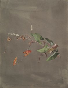 Enredadera de Fidelia Bridges