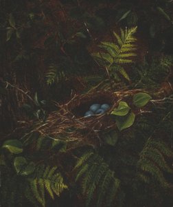 Nido de pájaro y helechos, 1863 de Fidelia Bridges