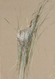 Nido de pájaros en espadañas, ca. 1875