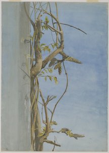 Glicina en una pared de Fidelia Bridges