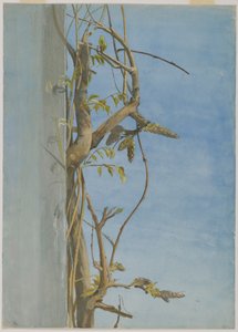 Glicinia en una pared de Fidelia Bridges