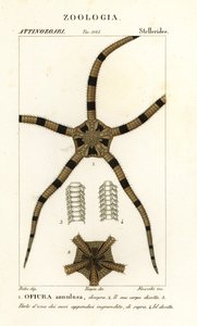 Equinodermo estrella fugaz, Ophiomastix annulosa, Ophiura annulosa de Finocchi Finocchi