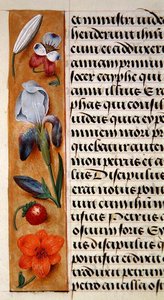 Ms. 1058-1975, f.16v: detalle de un borde floral de un Libro de Horas, c.1500