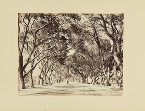 El Cairo, Allée de Choubra de Félix Bonfils