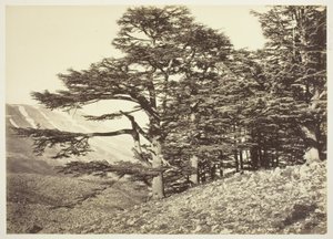 Cedros del Líbano de Félix Bonfils
