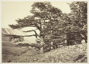 Cedros del Líbano, c. 1870 de Félix Bonfils