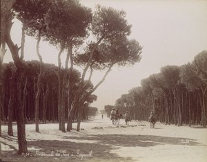 Paseo de los Pinos en Beirut, ca. 1870