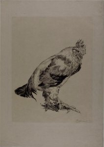 El viejo gallo de Félix Henri Bracquemond