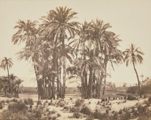 [Arboleda de palmeras datileras vista desde el punto A, Karnak] de Félix Teynard