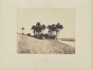 Luxor. Palmeras datileras y Jardín de la Expedición de Luxor de Félix Teynard