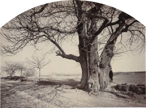 Gran castaño al borde de un camino, c. 1875-1880 de Félix Thiollier
