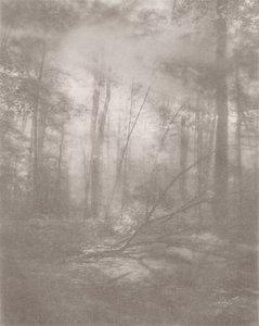 Foggy Jungle 2, 2024 (foto)