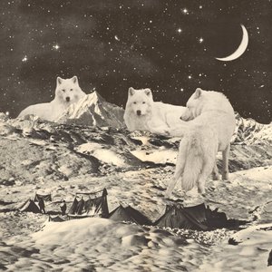 Tres lobos blancos gigantes en las montañas