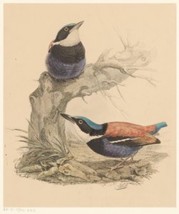 dos pájaros de Florentius Abraham Verster van Wulverhorst