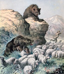 Osos del Cagyre, 1891