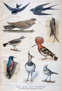 Aves protegidas y útiles en la agricultura, 1897 de Fortuné Méaulle