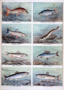 Peces de agua dulce, 1898 de Fortuné Méaulle