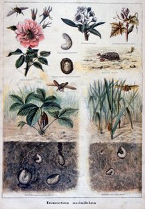 Insectos dañinos, 1897 de Fortuné Méaulle