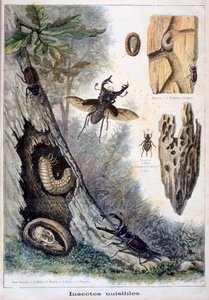 Insectos dañinos, 1897 de Fortuné Méaulle