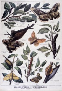Insectos dañinos: orugas, mariposas y polillas, 1897 de Fortuné Méaulle