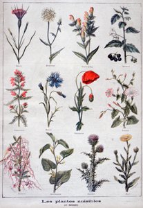 Plantas dañinas, 1897