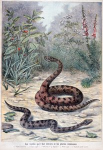 Serpientes y plantas venenosas, 1897 de Fortuné Méaulle