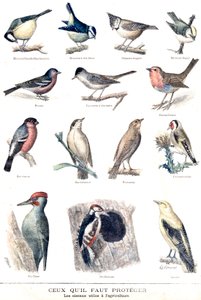 Las aves útiles en la agricultura de Fortune Louis Meaulle
