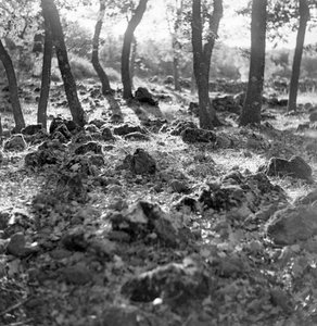 Bosque en el Etna de Fosco Maraini