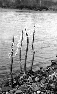 Nibutani: oración a los Kamui en el río Saru de Fosco Maraini