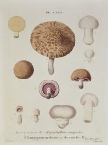 Hypophyllum campestre o el champiñón de campo, lámina 130 de 