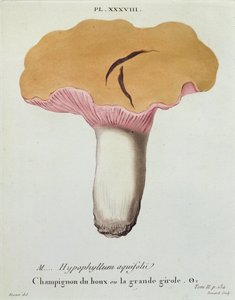 Hyprophyllum aquifolii, lámina 38 de 