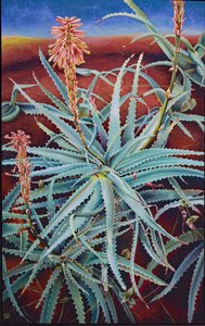 Aloe de Frances Ferdinands
