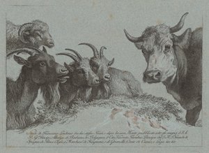 Estudio de cabezas: Tres cabras, un buey y un carnero, publicado c. 1783 de Francesco Londonio