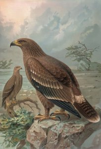 Grabado-Águila de Nepal-Hembras-Aquila Nipalensis