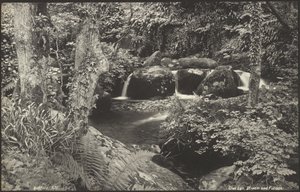 Glen Lyn, arroyo y follaje de Francis Bedford