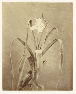 [Flores] de Francis Edmond Currey