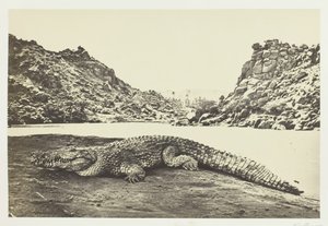Cocodrilo en un banco de arena, 1857