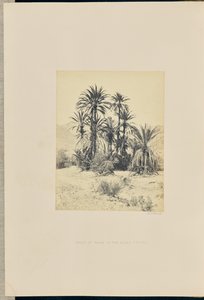 Grupo de palmeras en el Wadee Feyran