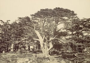 El Más Grande de los Cedros, Monte Líbano, 1857