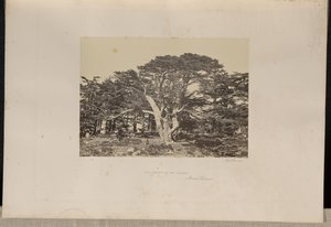 El mayor de los cedros, el Monte Líbano de Francis Frith
