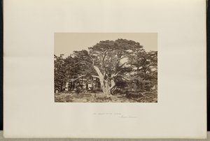 El mayor de los cedros, el Monte Líbano de Francis Frith