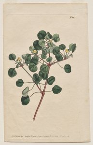 La revista botánica o el jardín de flores que se muestra: Placa 883, Euphorbia Petiolaris. Spurge de tallo largo de Francis Sansom