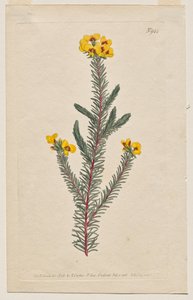 The Botanical Magazine o Flower Garden Mostrado: Placa 944, Dillwynia glaberrima. Dillwynnia de hojas lisas. [Dillwynia ericifolia gaberrima] de Francis Sansom