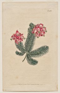 La revista botánica o el jardín de flores mostrado: lámina 966, Erica Elegans. Brezo elegante [Erica glauca] de Francis Sansom