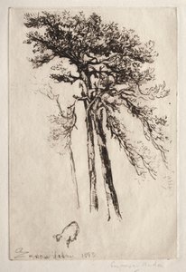 El último árbol de Francis Seymour Haden