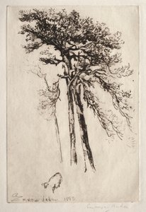 El último árbol, 1882 de Francis Seymour Haden