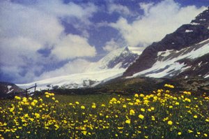 Trollius en el paso del Simplón (foto) de Francis Sydney Smythe