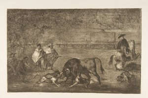 Placa C: los perros soltados sobre el toro, ca. 1816 de Francisco de Goya