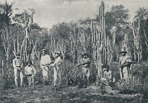 Campos de Francisco Henszler